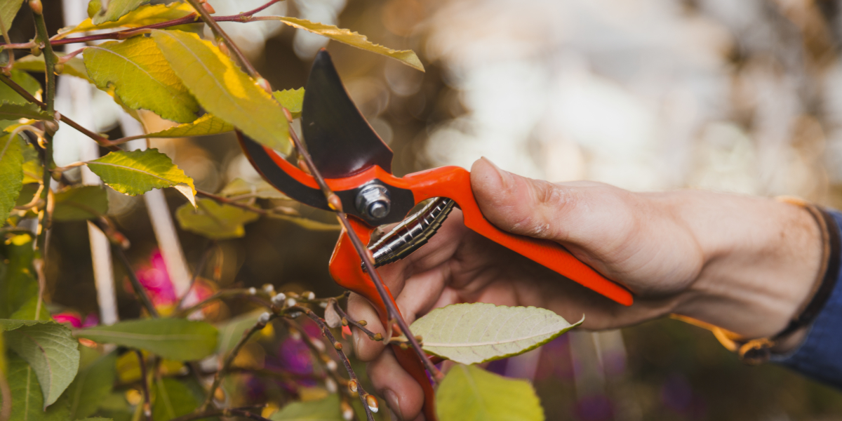 Taille sanitaire des arbres