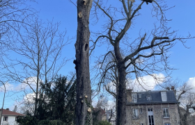 Elagueur Argenteuil