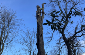 Elagueur Argenteuil