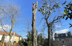 Elagueur Argenteuil