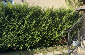 Elagueur Beaumont-sur-Oise