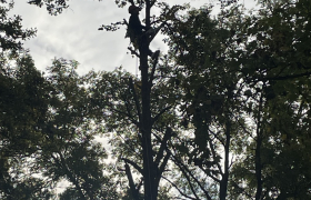 Elagueur Jouy-le-Moutier