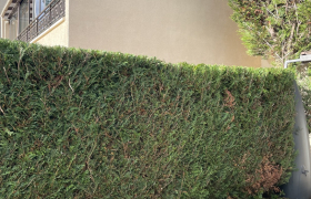 Elagueur Beaumont-sur-Oise